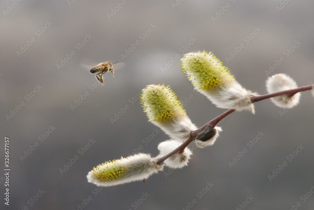 Honey bee in flight over a blooming willow branch Honey bee in flight over a blooming willow branch