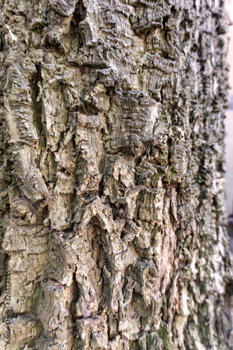 Fototapeta Naklejka Na Ścianę i Meble -  bark of a tree