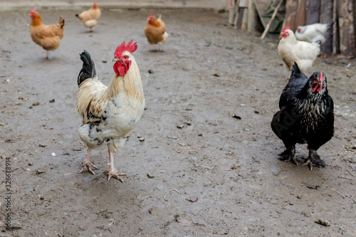 Slika na platnu Farming, free-range chickens in the yard in the summer