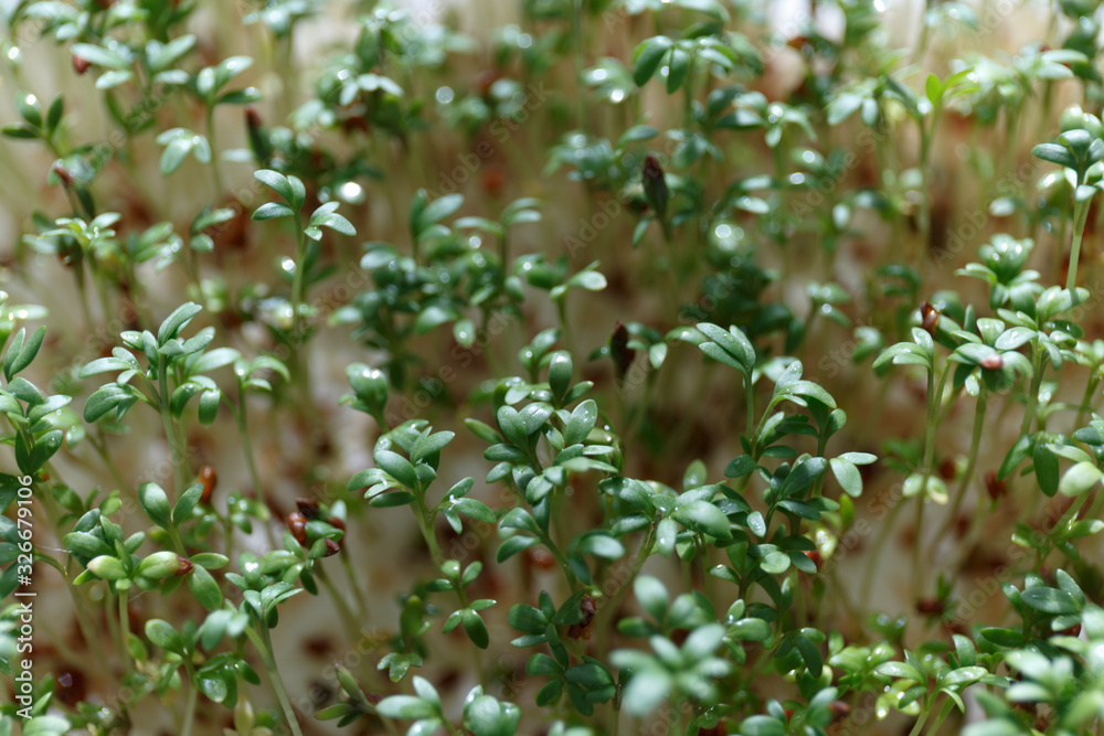 Close-up of watercress salad microgreens, green leaves and stems. Sprouting Microgreens. Seed Germination at home. Vegan and healthy eating concept Close-up of watercress salad microgreens, green leaves and stems. Sprouting Microgreens. Seed Germination at home. Vegan and healthy eating concept