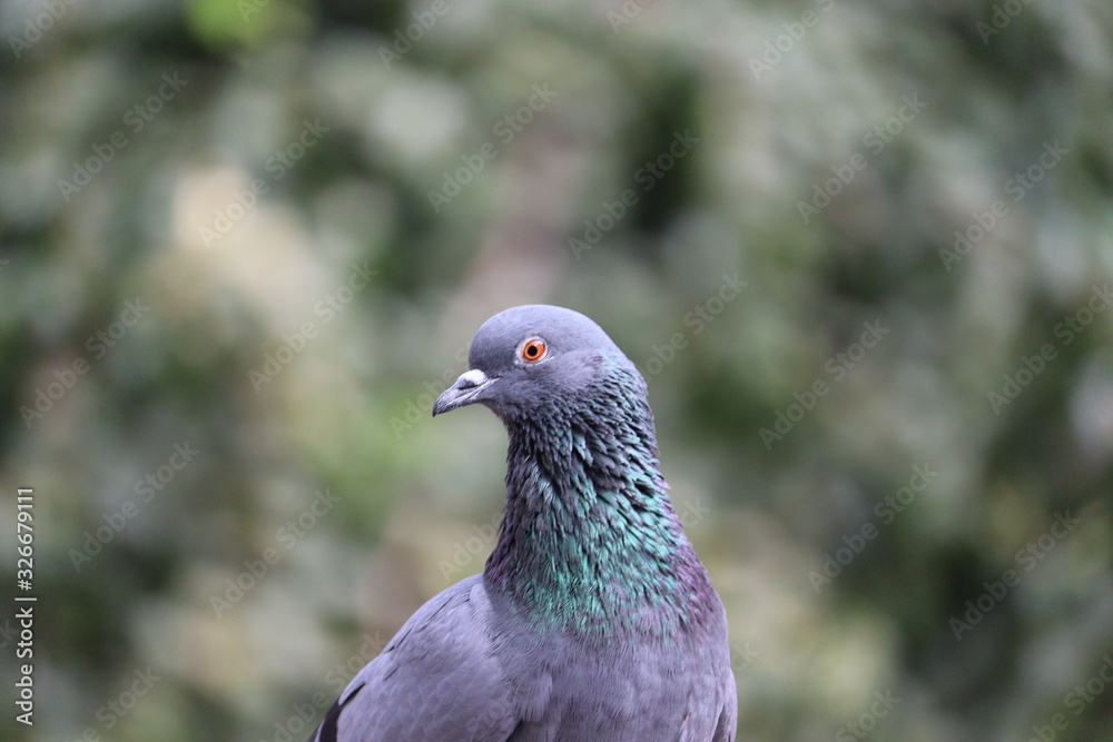 Rock Pigeon portrait Rock Pigeon portrait