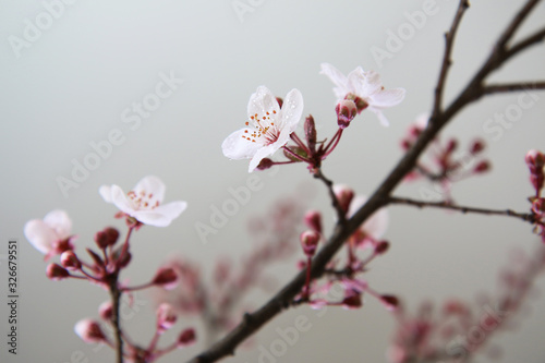 Fioritura di delicati fiori di Prunus appena sbocciati su fondo bianco 