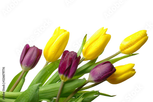 Yellow and lilac tulips on a white background. Isolated on white