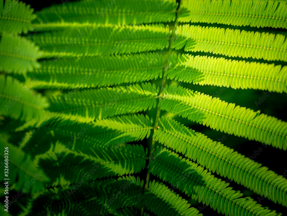 Cha Leaves are Exposed to Sunlight and Shadow are Created Cha Leaves are Exposed to Sunlight and Shadow are Created