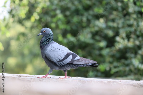 Feral Pigeon or Rock Dove - Columba livia