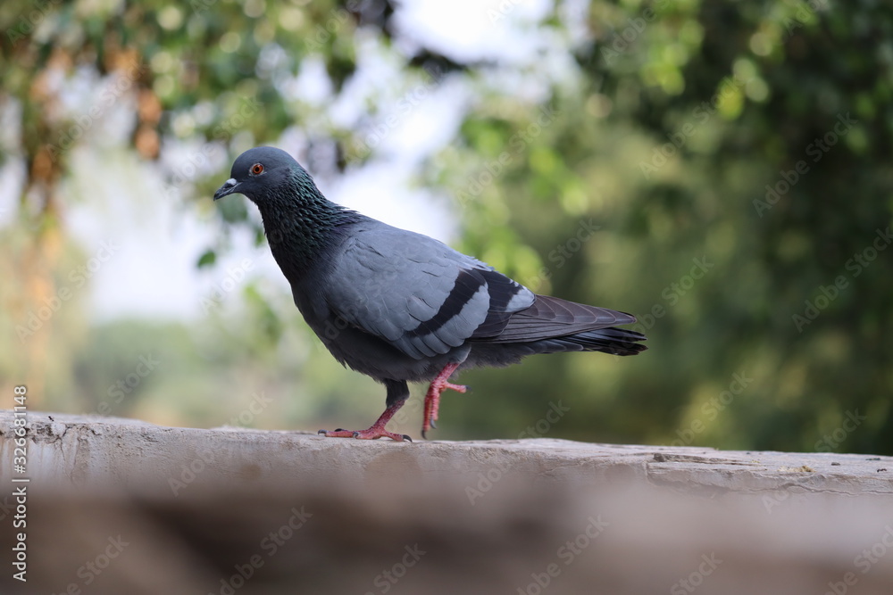 Feral Pigeon or Rock Dove - Columba livia side view Feral Pigeon or Rock Dove - Columba livia side view
