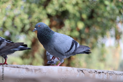 Feral Pigeon or Rock Dove - Columba livia