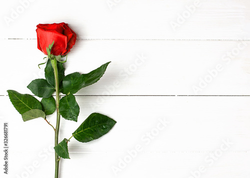 One red rose on the white wooden background. Women's day, mother day, valentines day, happy birthday congratulations. Copy space, close up, top view, vertical orientation