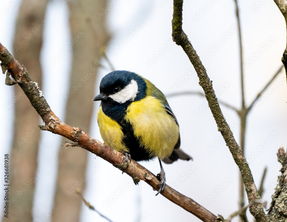 Fototapeta premium great tit or yellow-bellied tit bird