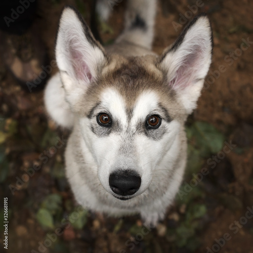 Portrait of Alaskan Malamute puppy