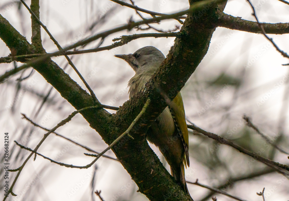 Grey-headed or grey-faced woodpecker female Picus canus Grey-headed or grey-faced woodpecker female Picus canus