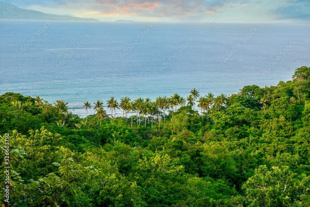 A high angle view of a beautiful, lush forest and coconut palm trees near the sea, on a tropical island in the Philippines. Puerto Galera, Mindoro Province.