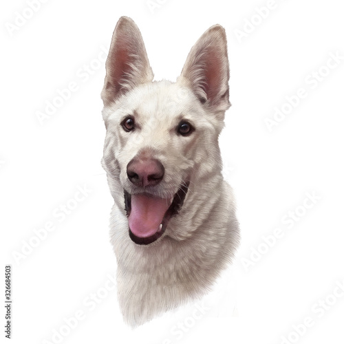Portrait of White Korean Jindo Dog isolated on white background. Hand painted illustration of a Hunting Dog. Animal art collection: Pets. Design template. Good for print T-shirt, pillow, nursery