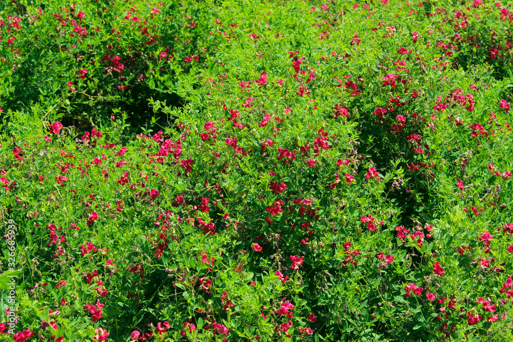Green meadow and red flowers. Beautiful nature background. Grassland, cropped shot.