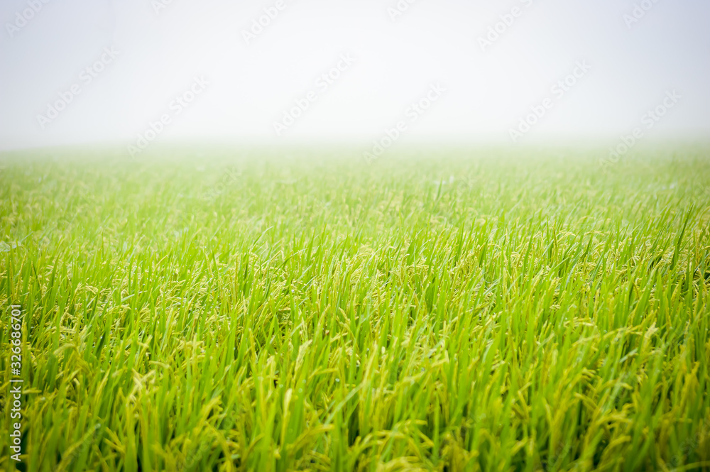 grass on rice paddy
