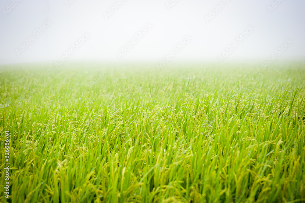 Fototapeta premium grass on rice paddy