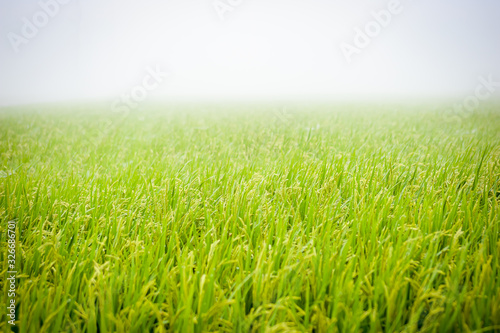 grass on rice paddy