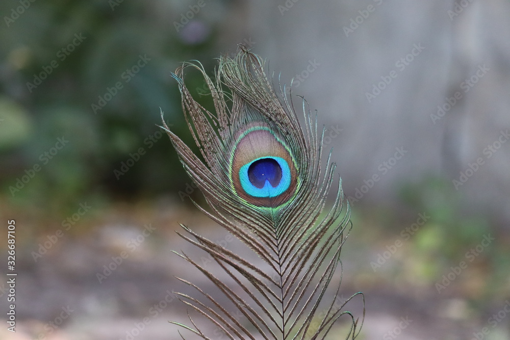 Obraz premium eye spot feather of peacock close up