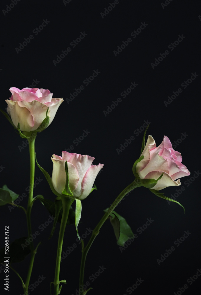 Roses On A Black Background