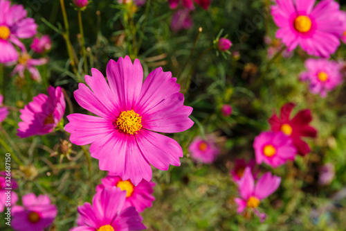 Close up of Beautiful cosmos flower.