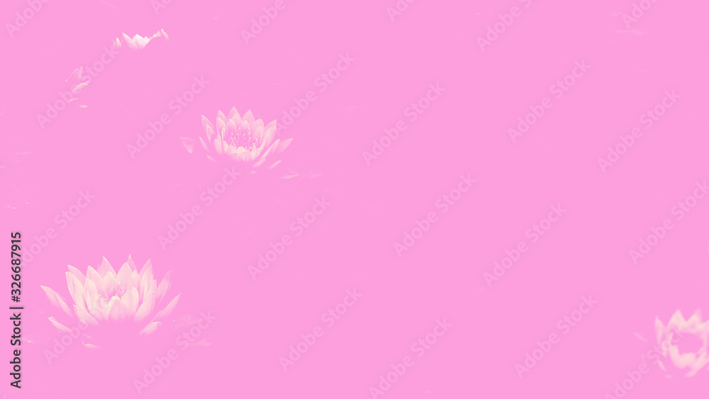Abstract pink background with lotus flowers.