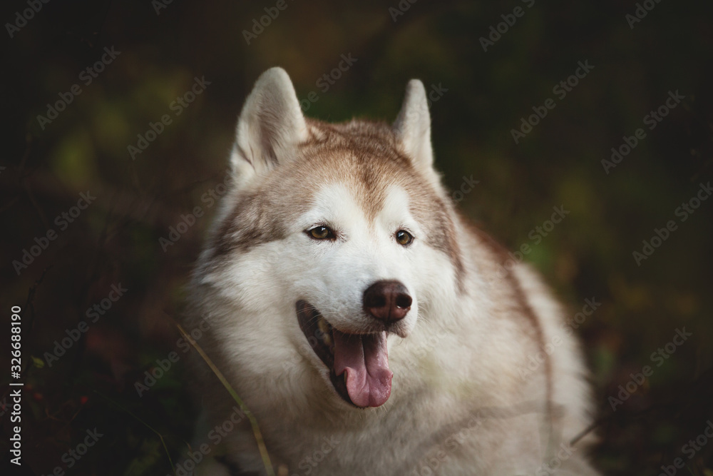 Close-up Portrait of cute gorgeous Beige Siberian Husky in fall season on a forest background.