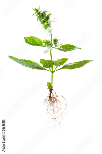 young green seedling of fresh basil with flowers and white roots is isolated on background