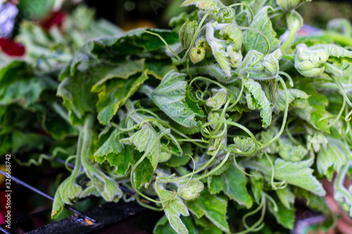 Closeup of freshly picked organic young squash leaves or greens which is delicious and immune boaster food. Selective focus.