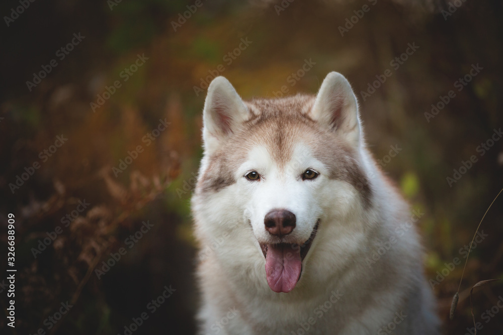Close-up Portrait of gorgeous Beige Siberian Husky in fall season on a forest background.