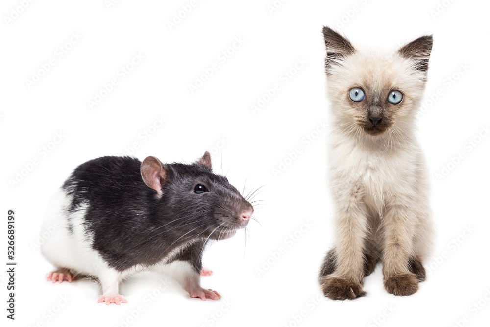 Obraz premium animals on isolated background.