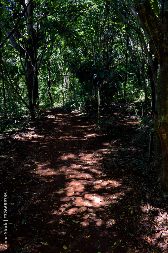 Estrada de terra em interior de floresta tropical escura Estrada de terra em interior de floresta tropical escura