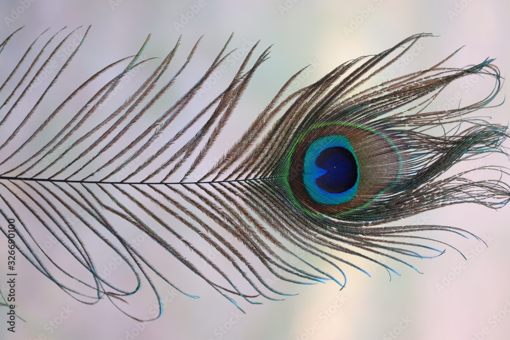 Fototapeta premium The eye of the Peacock feather, close up.