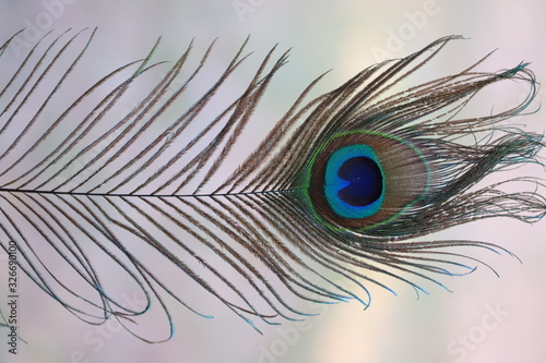The eye of the Peacock feather, close up.