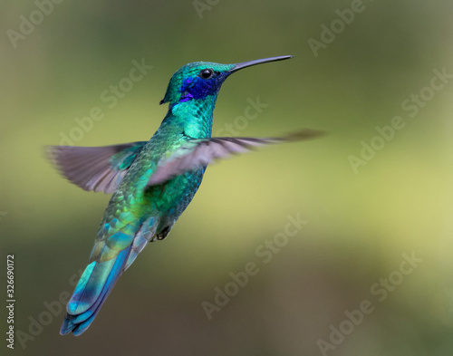 Sparkling violet-ear bird suspended in the air