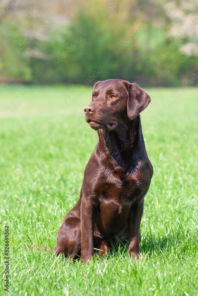 chocolate labrador retriever mit glänzendem fell sitzt auf der wiese chocolate labrador retriever mit glänzendem fell sitzt auf der wiese