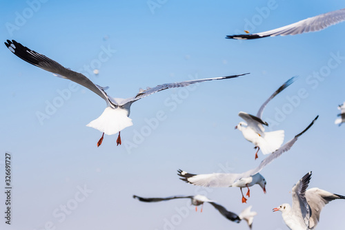 Seagulls are flying at the sky background.