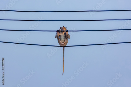 Photography A little monkey sitting on electric wire