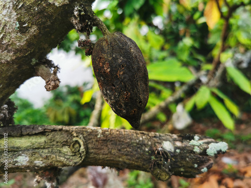 Фотография Black and dried cacao fruit due to disease
