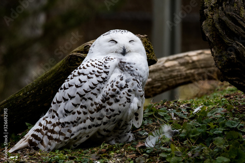 A male snowy owl in captivity due to issues is watching the photographers capture his beauty