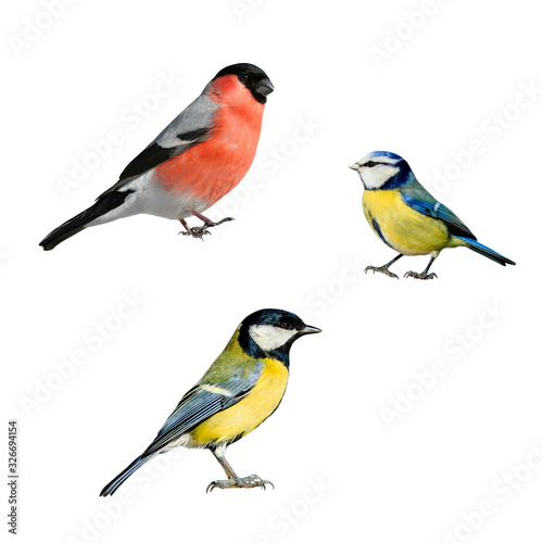 portrait of three European birds tit and bullfinch on a white isolated background