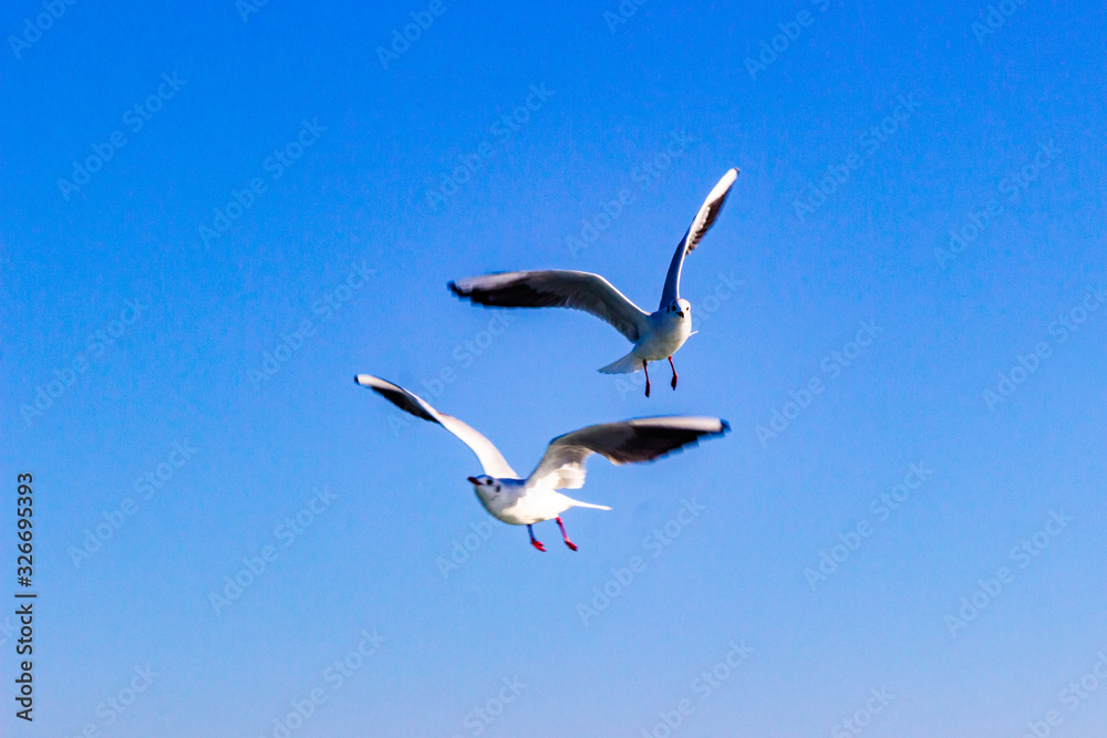 seagull flying in the blue sky 