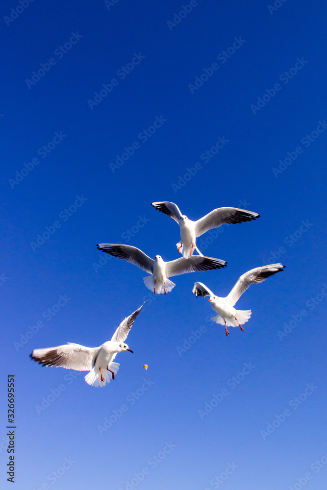 seagull flying in the blue sky seagull flying in the blue sky