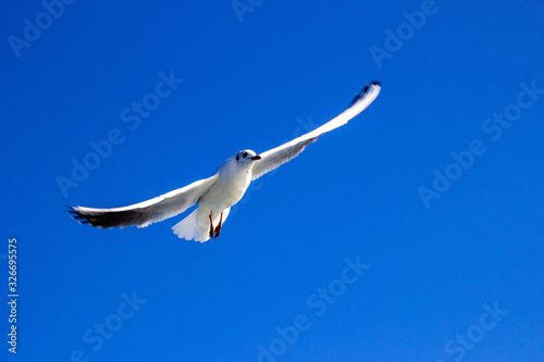 seagull flying in the blue sky 