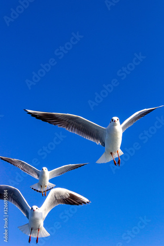 seagull flying in the blue sky 