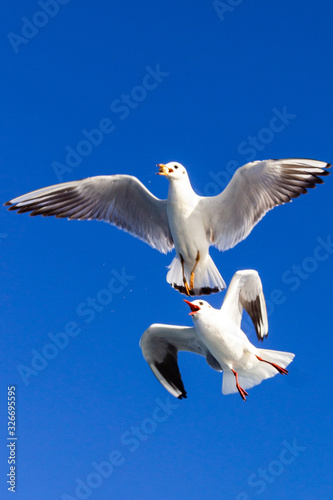seagull flying in the blue sky 