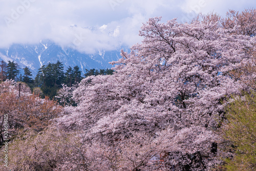 桜と南アルプス 実相寺にて