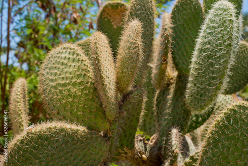 Huge green cactus against the sky.