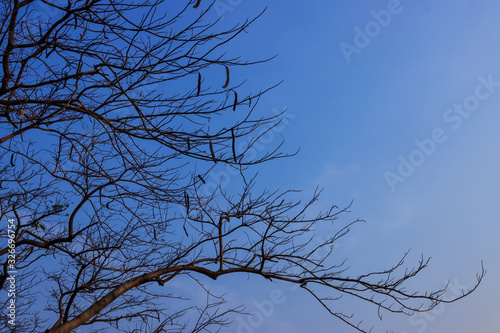 Beautiful tree on blue sky background.