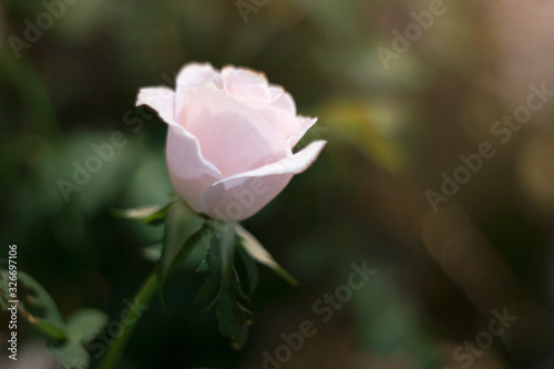 White rose over green background