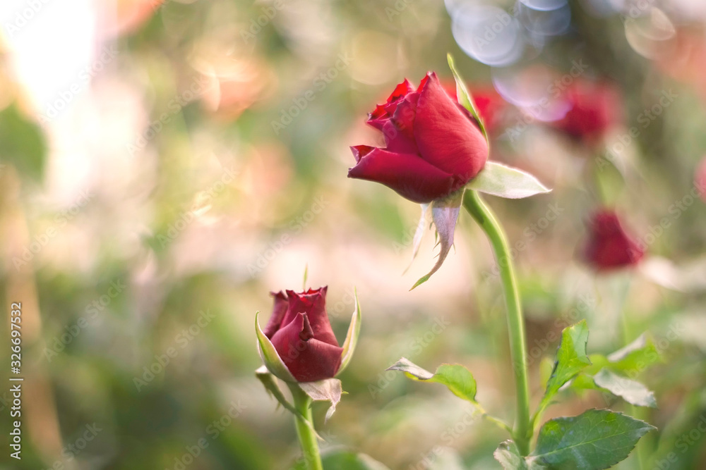 Red rose over green background Red rose over green background